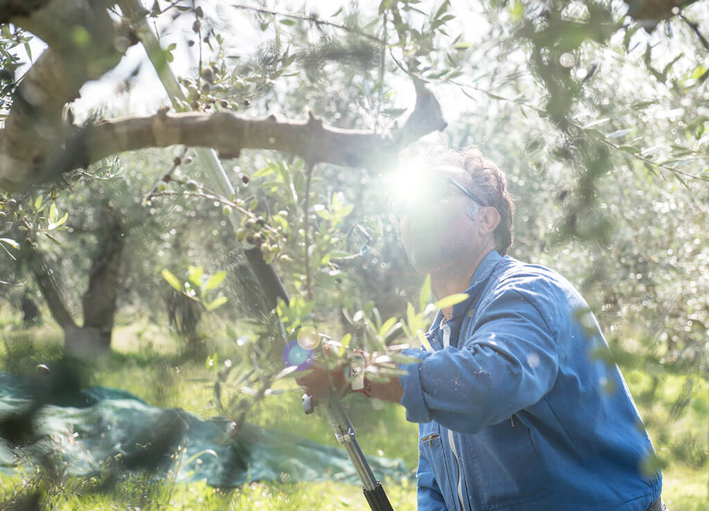 Bio-Olivenöl aus Griechenland, 3l Kanister