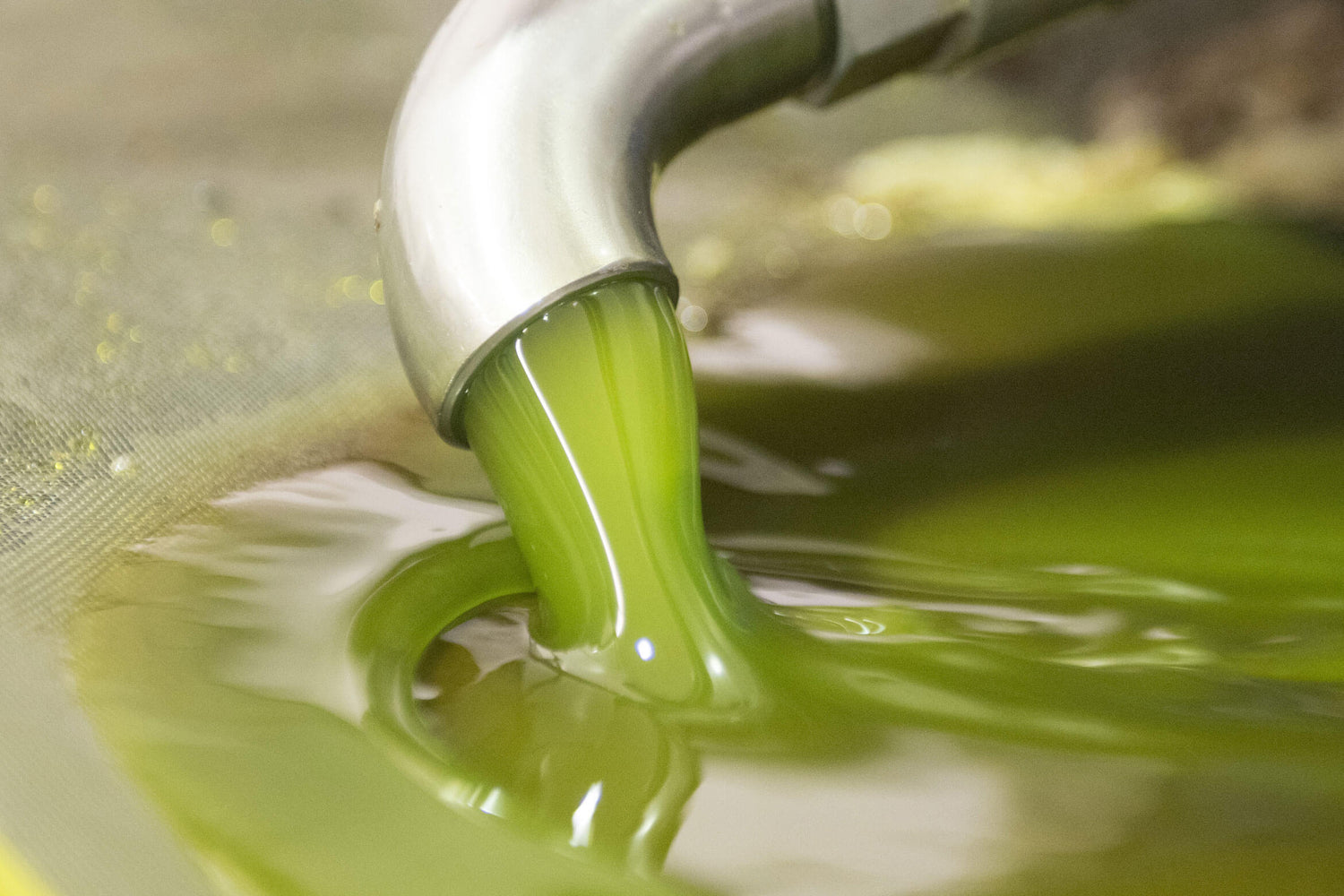 Kaltextraktion des Olivenöls innerhalb von 24 Stunden nach der Ernte