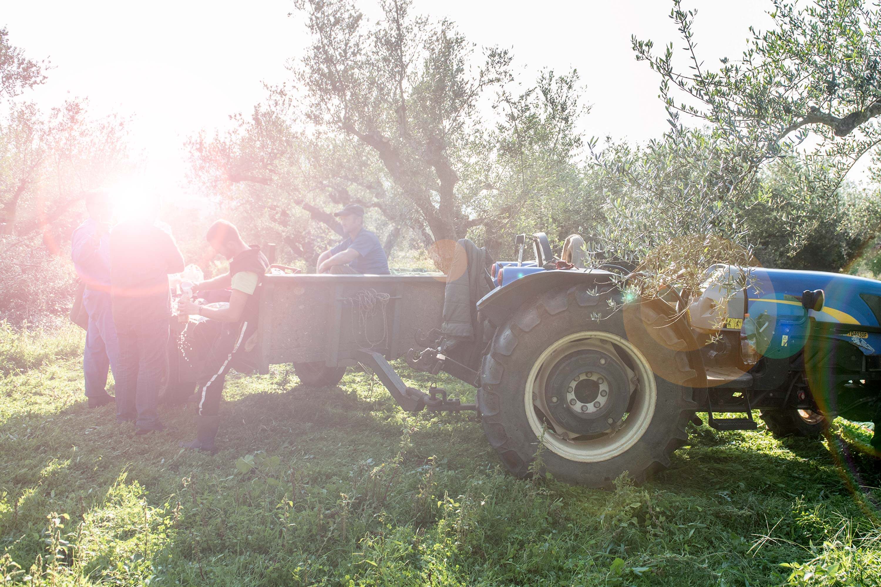 Ab sofort verfügbar: Bio-Olivenöl aus der neuen Ernte