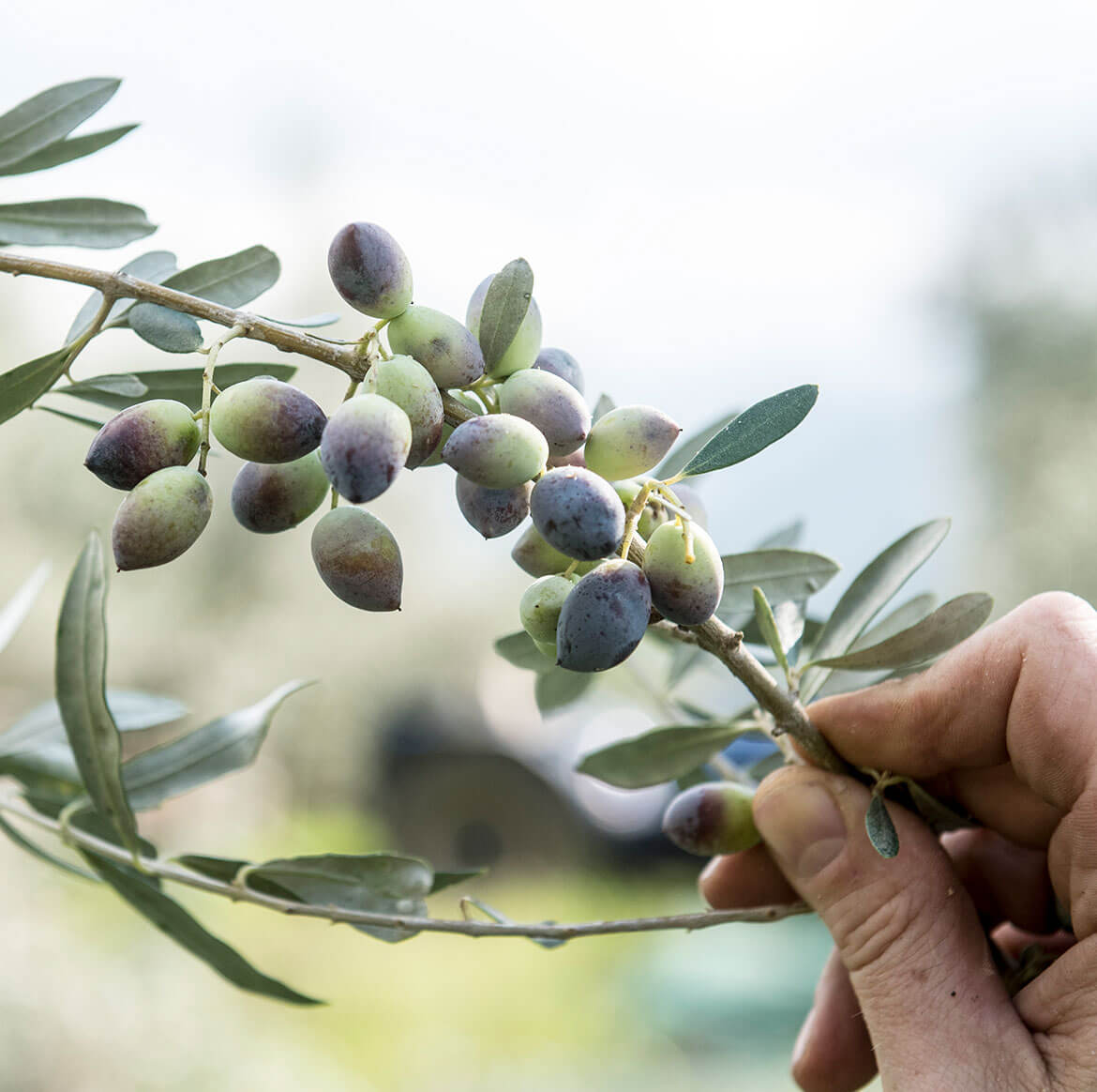 Bio-Olivenöl aus Griechenland, 3l Kanister