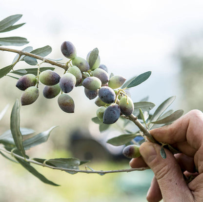 Bio-Olivenöl aus Griechenland, 3l Kanister